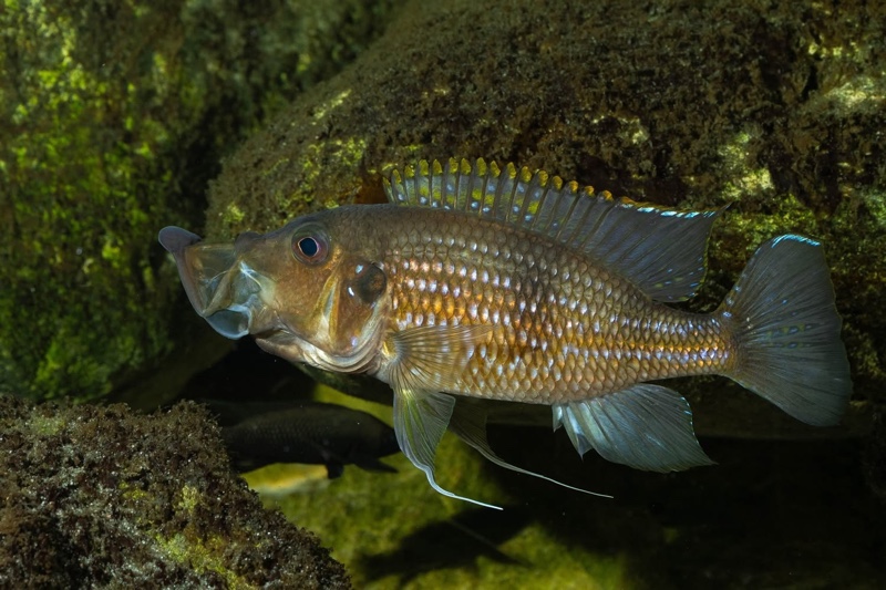 Gnathochromis permaxillaris 'Chituta Bay'